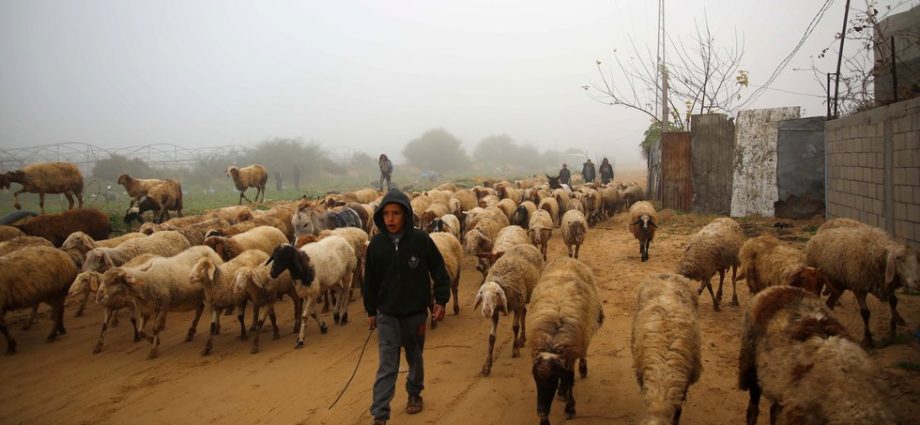 despite-destruction,-a-farmer-in-gaza-persists