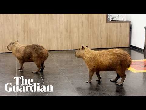 capybaras-caught-roaming-government-building-in-brazil