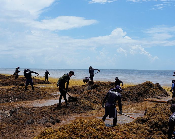 mexico-declares-war-on-stinky-seaweed