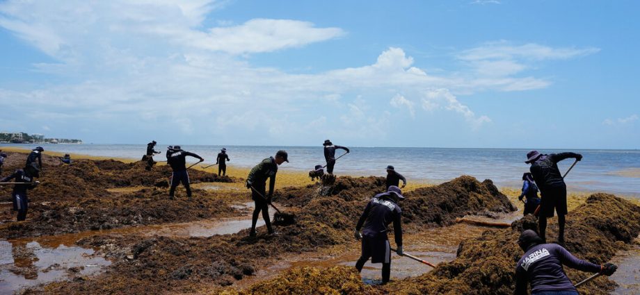 mexico-declares-war-on-stinky-seaweed