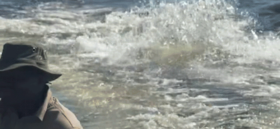 video-shows-hippo-charging-boat-full-of-tourists-in-botswana
