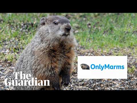 scientists-create-onlyfans-account-for-marmots-to-fund-research