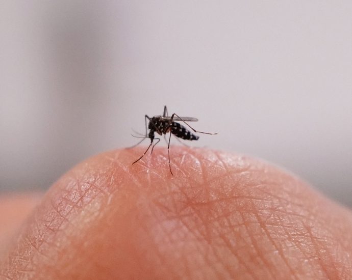what-the-first-local-dengue-case-in-virginia-means-for-americans