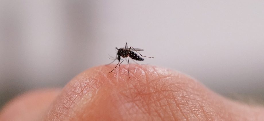 what-the-first-local-dengue-case-in-virginia-means-for-americans
