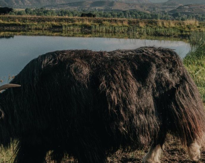 how-colorado-became-the-unlikely-epicenter-of-american-yak-ranching