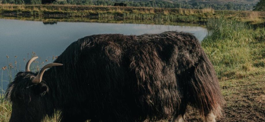 how-colorado-became-the-unlikely-epicenter-of-american-yak-ranching