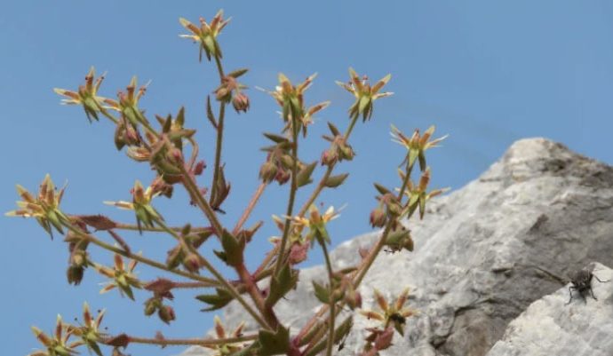 Scientists Add Unlikely New Member to World’s Carnivorous Plants
