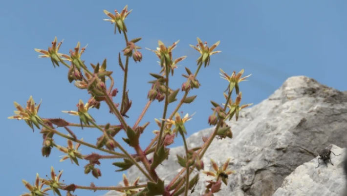 Scientists Add Unlikely New Member to World’s Carnivorous Plants