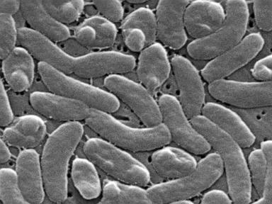 health-officials-urge-caution-for-gulf-coast-beachgoers-during-surge-of-deadly-bacterial-infections