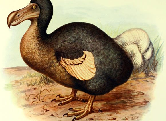 Dodo Had Surprisingly Keen Sense of Smell and Owl-Like Vision, New Study Reveals