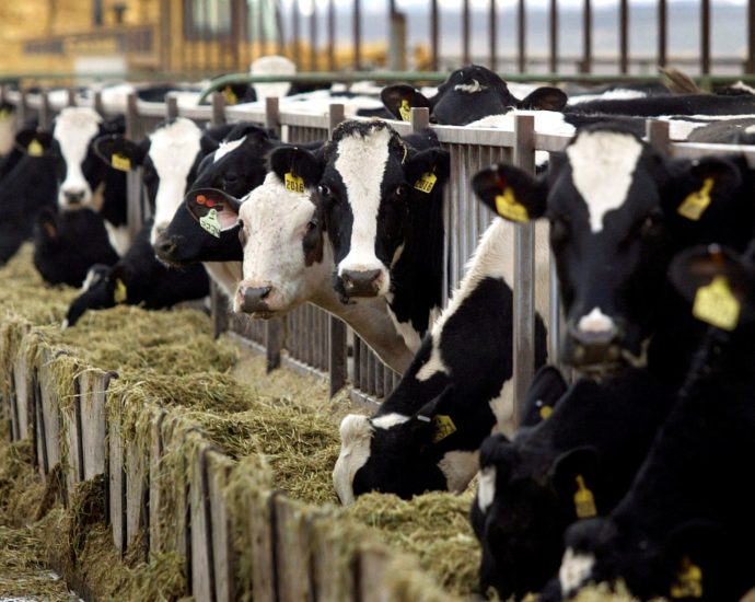 why-choosing-low-fat-dairy-is-not-necessarily-better-for-your-health