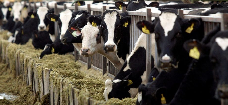 why-choosing-low-fat-dairy-is-not-necessarily-better-for-your-health