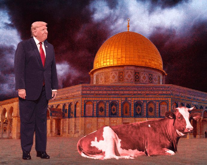 holy-cow:-the-red-haired-heifer-uniting-christian-zionists-and-israel’s-religious-right