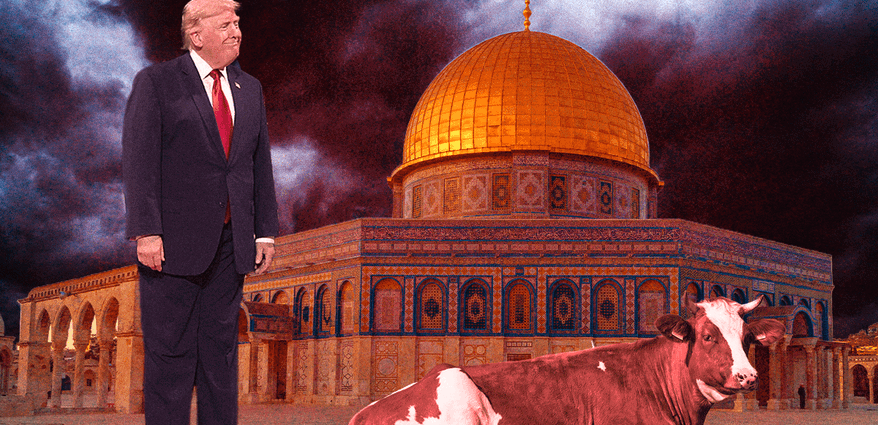holy-cow:-the-red-haired-heifer-uniting-christian-zionists-and-israel’s-religious-right