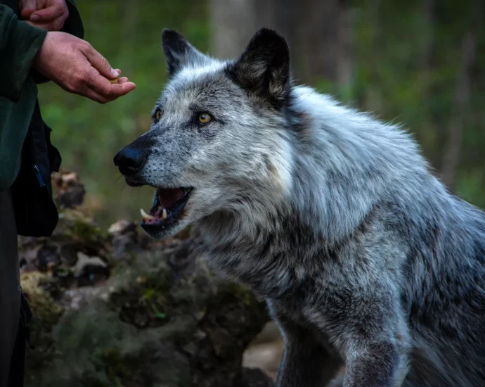 for-15,000-years,-humans-and-dogs-have-been-changing-each-other