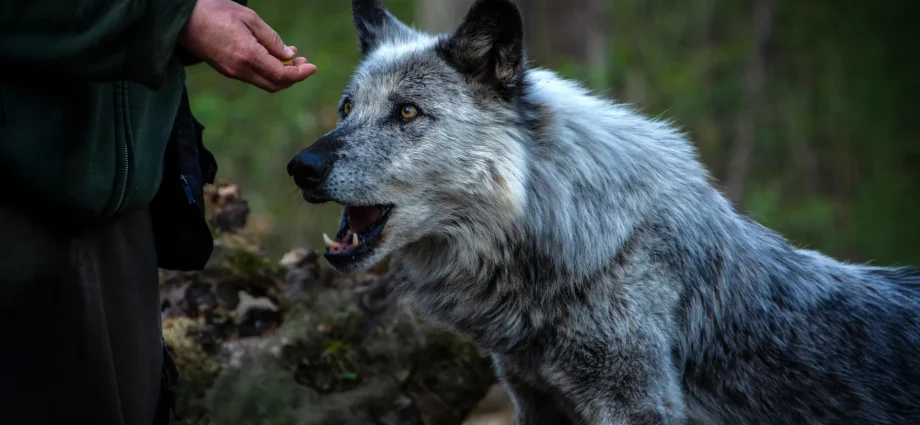 for-15,000-years,-humans-and-dogs-have-been-changing-each-other