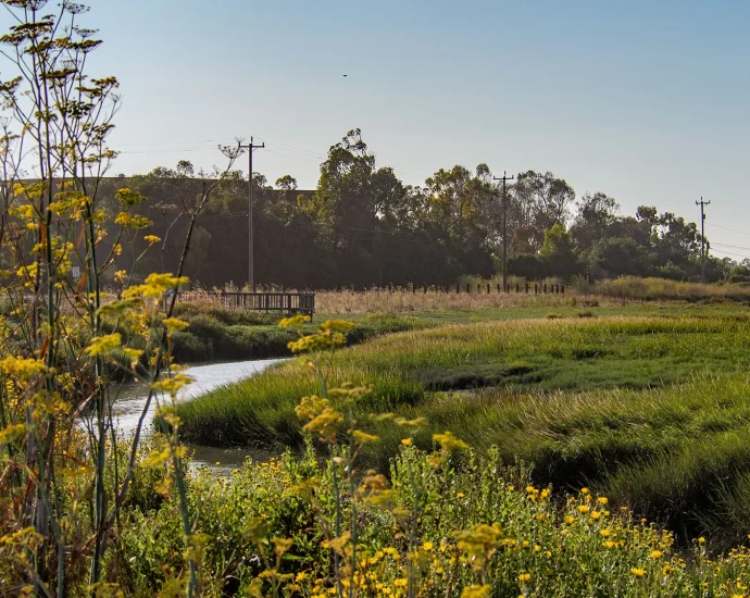 A new type of levee is taking root in Northern California