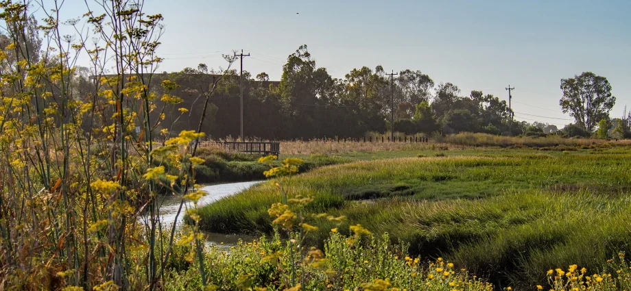 A new type of levee is taking root in Northern California