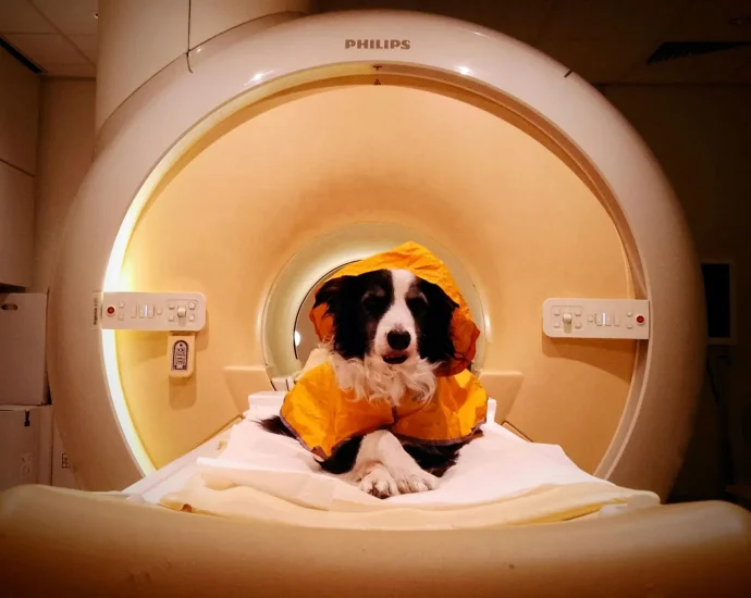 dogs-can-tell-fear-from-sadness-—-and-scientists-saw-it-in-their-brains