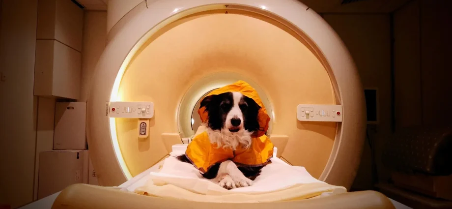 dogs-can-tell-fear-from-sadness-—-and-scientists-saw-it-in-their-brains