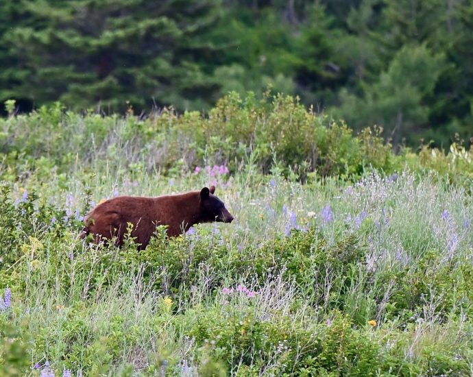 does-your-dog-make-you-safer-in-bear-country?