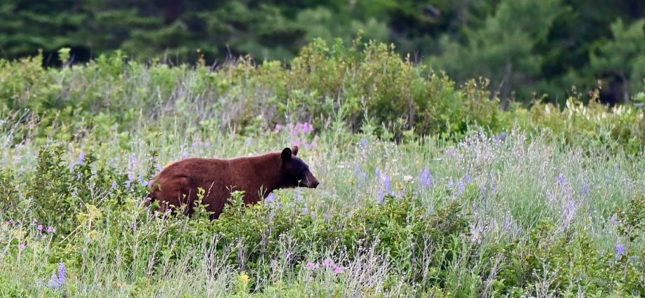 does-your-dog-make-you-safer-in-bear-country?