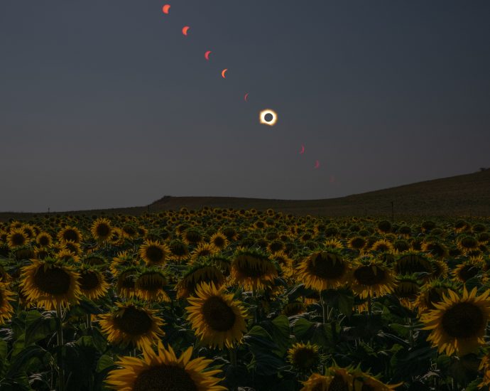 total-solar-eclipse-in-sunflower-field