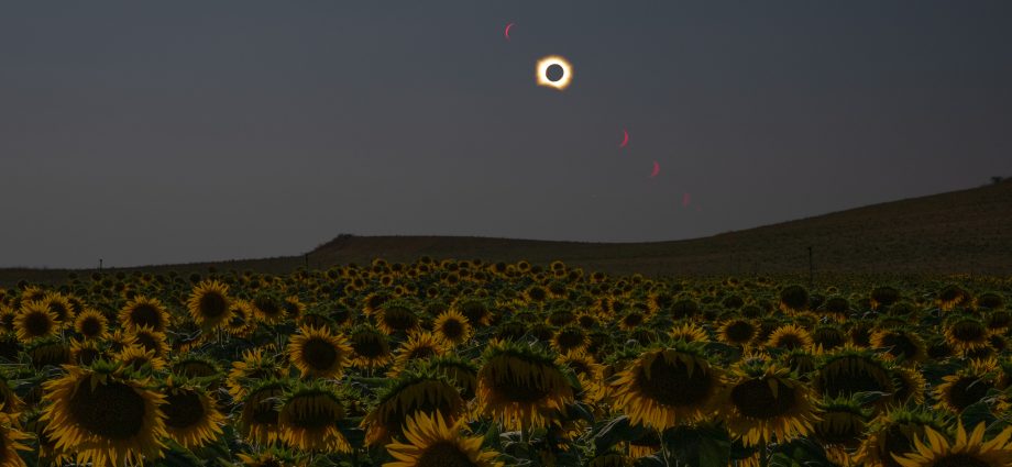 total-solar-eclipse-in-sunflower-field