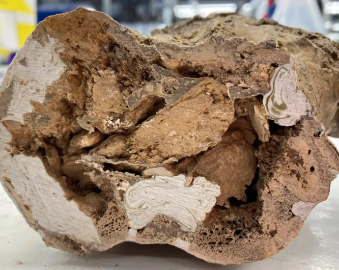 paleontology-rocked-by-organic-molecules-found-in-66-million-year-old-dinosaur-bones