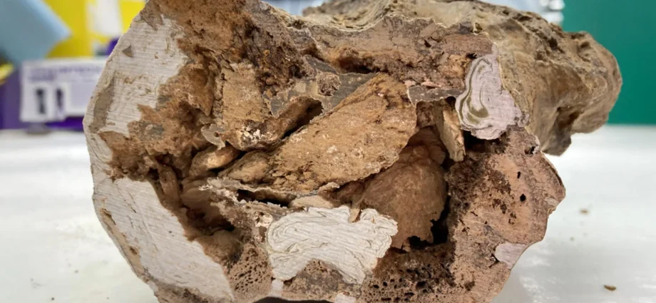 paleontology-rocked-by-organic-molecules-found-in-66-million-year-old-dinosaur-bones