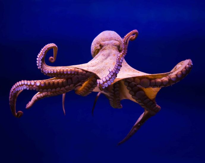 how-octopuses-won-a-fight-against-factory-farming