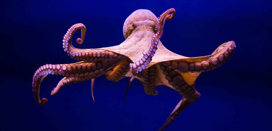 how-octopuses-won-a-fight-against-factory-farming