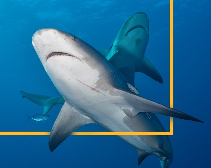 new-federal-law-allows-shark-attack-alerts-on-phones.-but-will-states-actually-send-them?