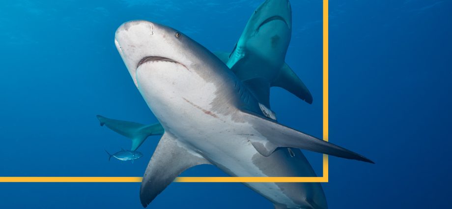 new-federal-law-allows-shark-attack-alerts-on-phones.-but-will-states-actually-send-them?