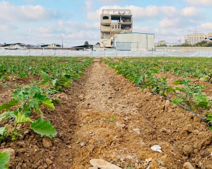 small-scale-projects-offer-hope-for-gaza-farmers-rebuilding-lives