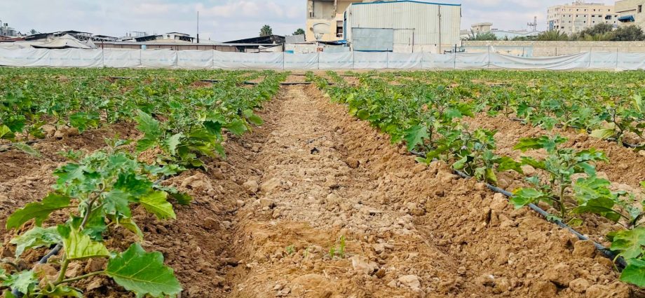 small-scale-projects-offer-hope-for-gaza-farmers-rebuilding-lives