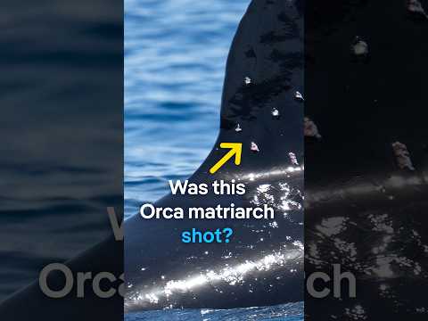was-this-orca-matriarch-shot?-|-dw-news