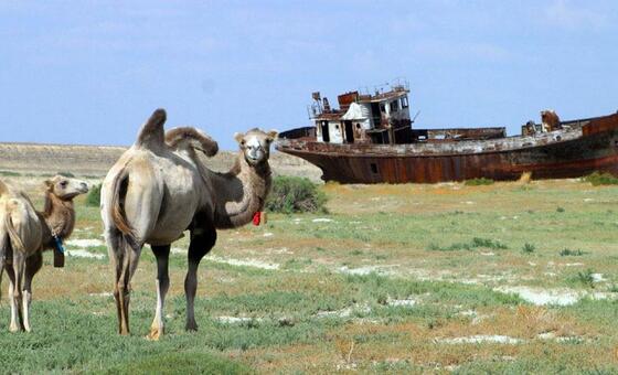 the-grass-beneath-our-feet:-why-rangelands-matter