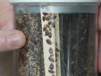 bedbugs-can-cause-people-to-lose-sleep-—-and-blood.-here’s-what-to-do-about-them