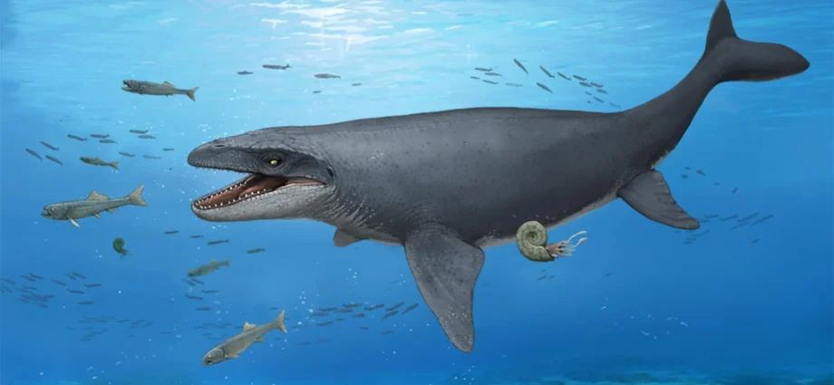 a-30-year-old-fossil-was-hiding-bones-from-a-mysterious-ancient-sea-monster