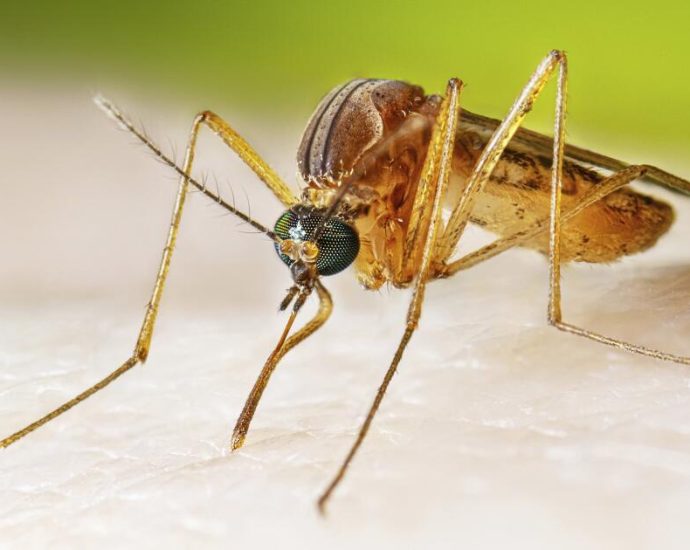are-mosquitoes,-ticks-and-fleas-turning-california-into-a-disease-hotspot?