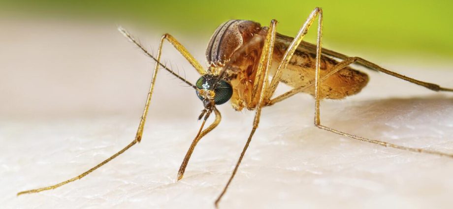 are-mosquitoes,-ticks-and-fleas-turning-california-into-a-disease-hotspot?