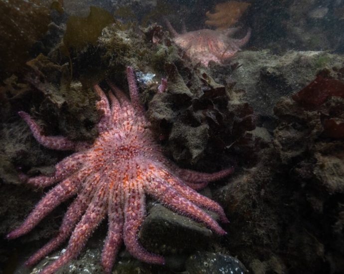 billions-of-sea-stars-have-died.-a-northwest-tribe-is-trying-to-save-the-species