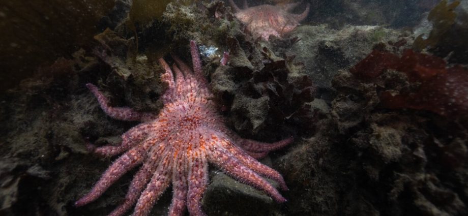 billions-of-sea-stars-have-died.-a-northwest-tribe-is-trying-to-save-the-species