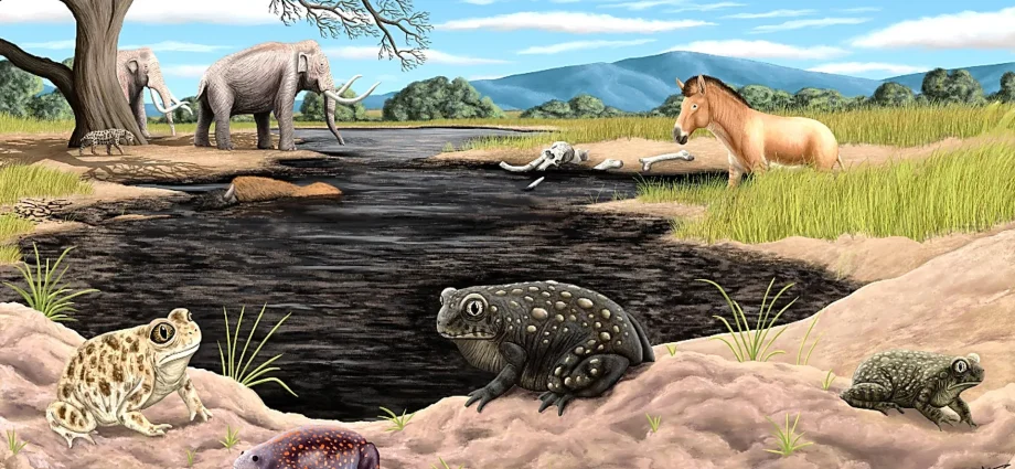 a-new-ice-age-species-was-hiding-in-la-brea-tar-pits-fossils-for-decades