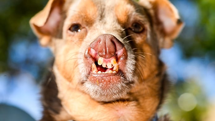 world’s-ugliest-dog-contest-crowns-its-2026-winner