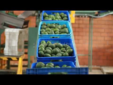 avocado-pickers-in-mexico-welcome-restart-of-exports-to-us,-but-security-fears-remain