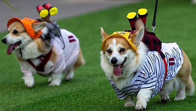 corgis-race,-bark-and-dress-up-at-quirky-competition-in-vilnius