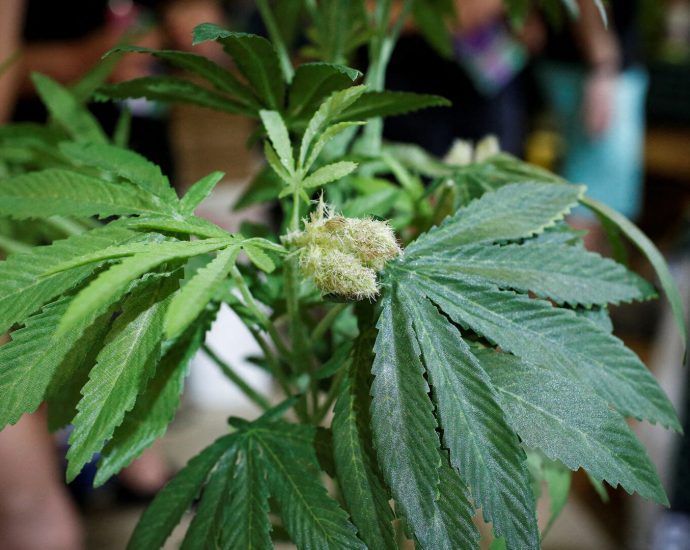 marijuana-rescheduling-fight-faces-key-monday-deadline