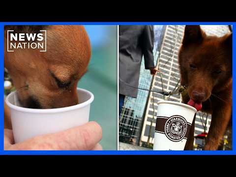 petco-is-giving-dogs-free-pumpkin-spice-treats-for-national-dog-month
